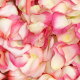 4200 Rose Petals Bi-Color