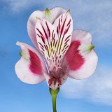 Bi-Color Alstroemerias