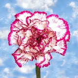 Bi-Color Carnations