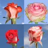 Bi-Color Wedding Roses Bi-Color Wedding Roses