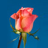 Big Fun Roses
