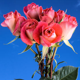 Big Fun Roses Long 150