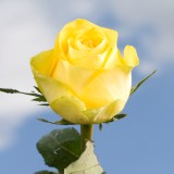 Latina Roses