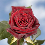 Black Baccara Roses