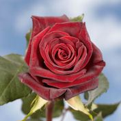 Black Baccara Roses