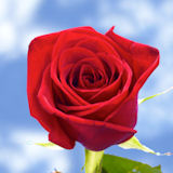 Black Magic Roses