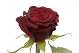 Black Baccara Roses