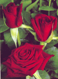 Black Magic Roses