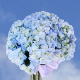 Blue Flowers
