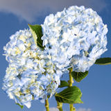 Hydrangea Blue 10 Blue Flowers
