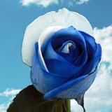Blue-White Rainbow Roses 100 Rainbow Roses