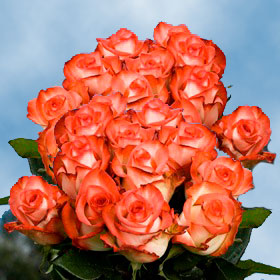 Blush Roses Long 75
