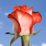 Blush Roses