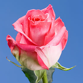 Beautiful Pink Rose Varieties