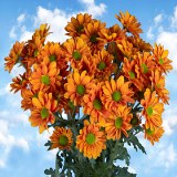 Chrysanthemums 36 Bronze Daisy  Flowers