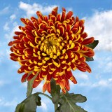 Chrysanthemums Bronze Disbud 50 Flowers