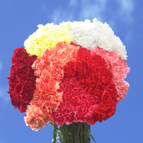 400 Color Bulk  Carnations