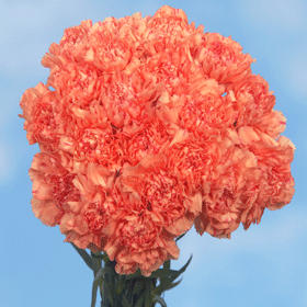 400 Bulk Orange Carnations