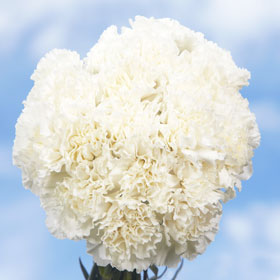 400 Bulk White Carnations