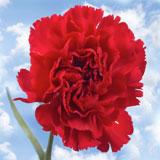 200 Cheap Burgundy Carnations