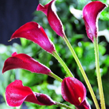 Mini Calla Lilies Burgundy Red 60 Flowers