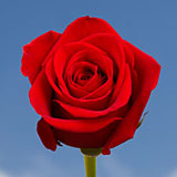 250 Red Freedom Roses