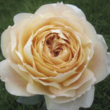 Garden Rose Caramel Antike 72 Roses