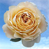Garden Roses Caramel Antike 72 Roses