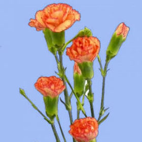 Orange Spray Mini Carnations 160