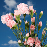 Pink  Mini  Carnations