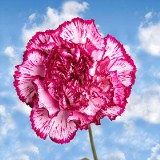 200 Cheap Bi-Color Carnations