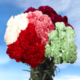 Carnations