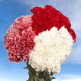 Christmas  Carnations