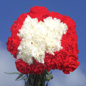 Christmas Color Carnations Long 300 Carnation Flowers
