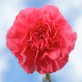 Hot Pink Carnations