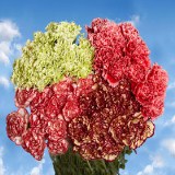 200 Cheap Novelty Carnations