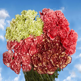 Novelty Color Carnations 400 Carnation Flowers