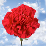 Red Carnations Long 300 Carnation Flowers