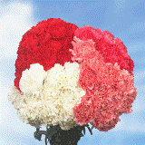 200 Cheap Valentine's Day Carnations