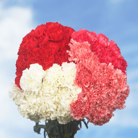 Valentine's Day Carnations 200 Carnation Flowers