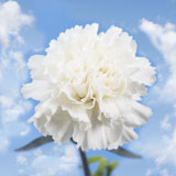 200 Cheap White Carnations