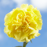 200 Cheap Yellow Carnations