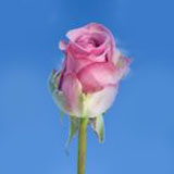 Lavender Roses