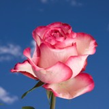 Carrousel Roses