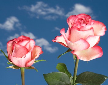 Carrousel Roses 200