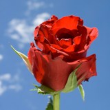 Charlotte Roses 100  Red  Roses