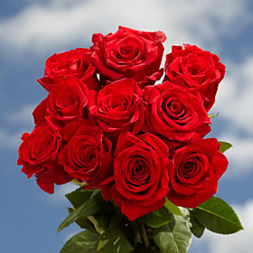 Roses Valentine's Day 75 Long Stem Roses
