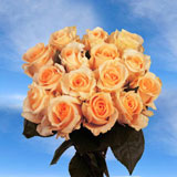 50 Orange Roses