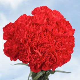 200 Cheap Red Carnations Great Deal on Stunning Carnations.