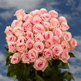 50 Pink Roses Just Gorgeous!